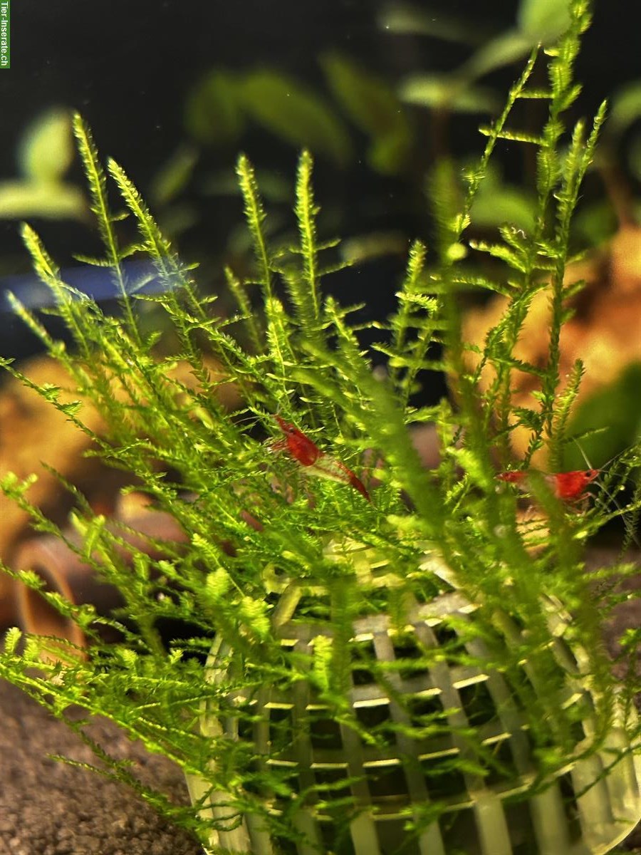 Bild 2: Neocaridina Zwerggarnelen in 7 Farben