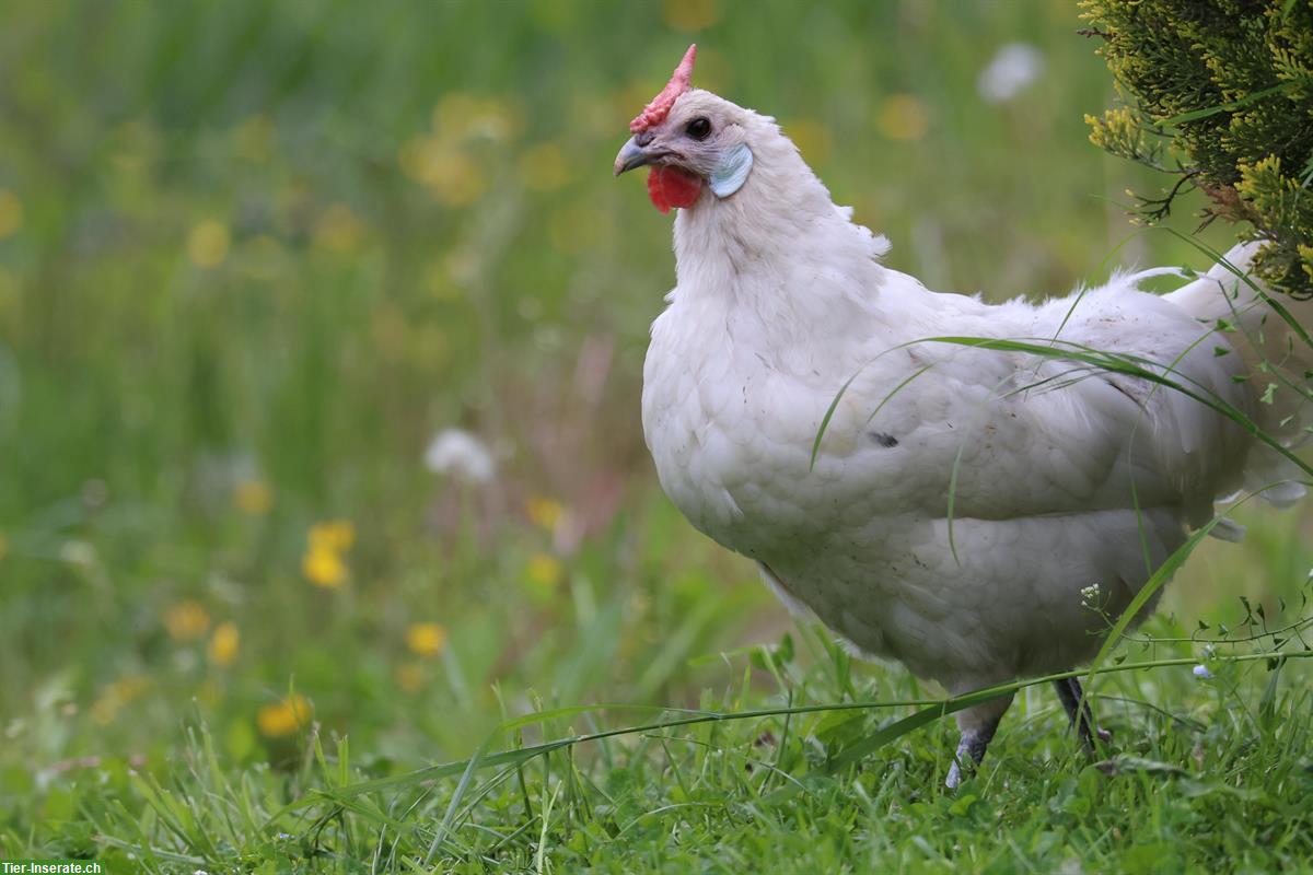 Hamburger Junghennen, blau oder weiss