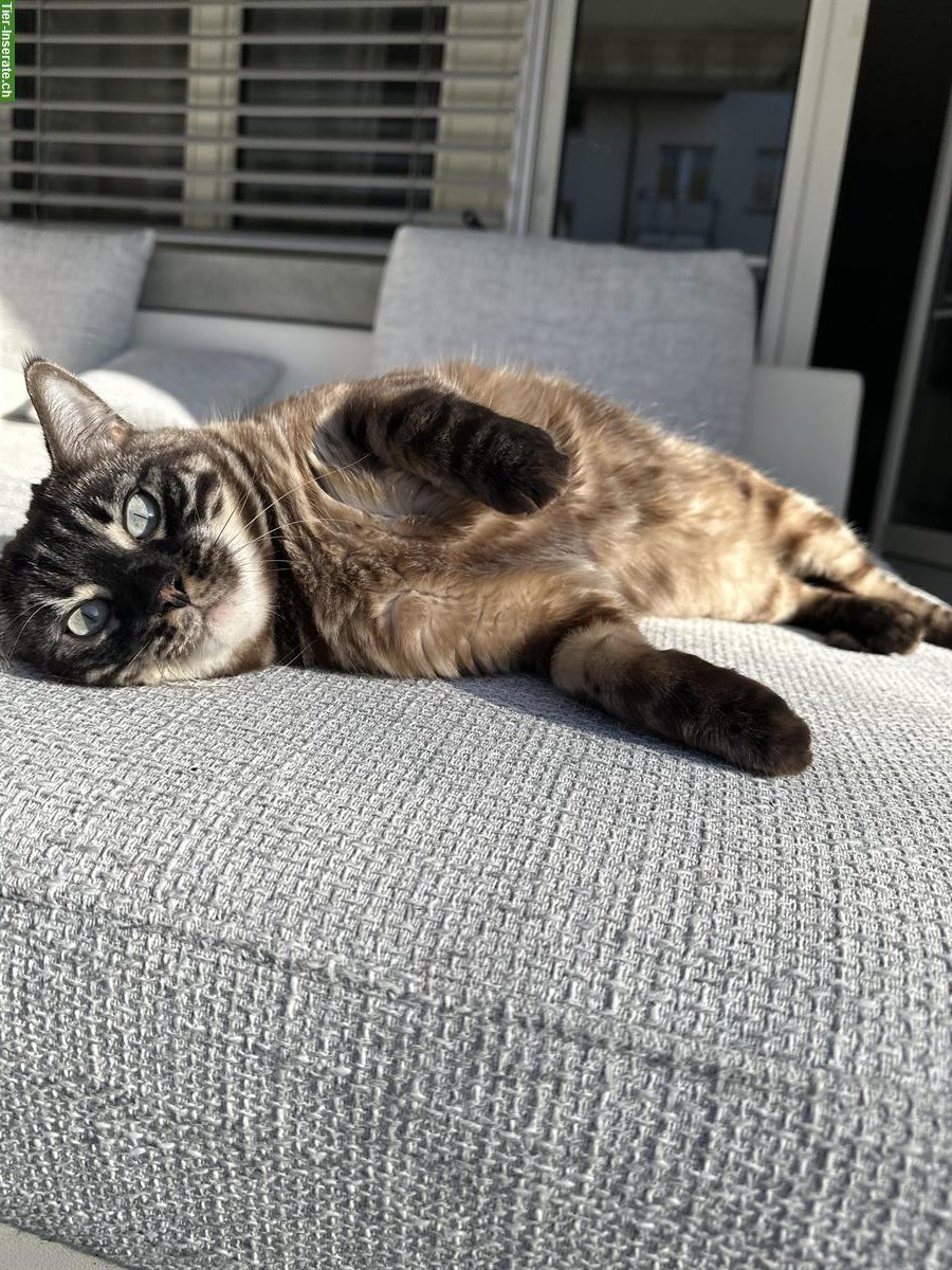 Bengal Katze mit Stammbaum an ruhigen Ort mit Auslauf