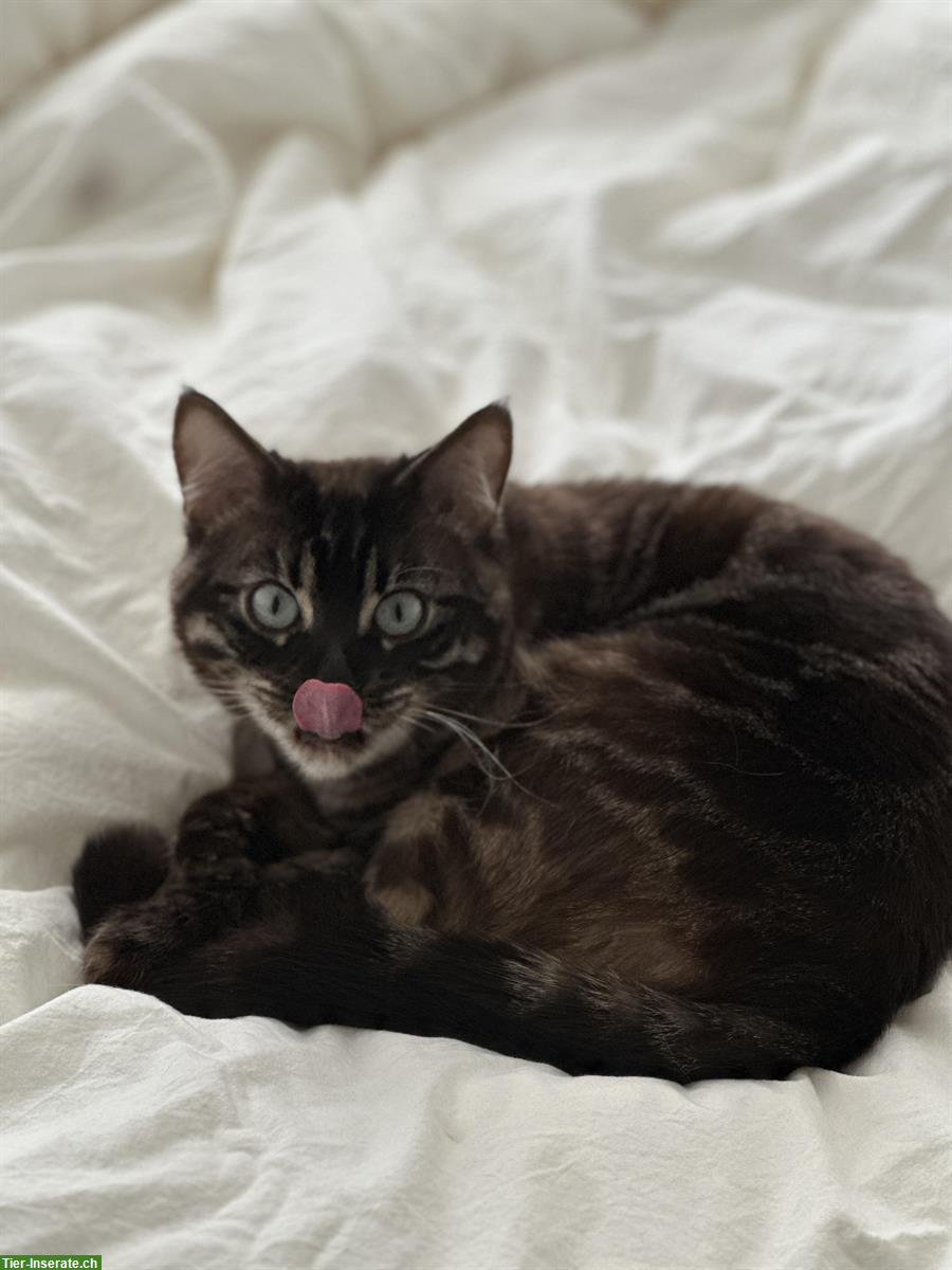 Bild 3: Bengal Katze mit Stammbaum an ruhigen Ort mit Auslauf