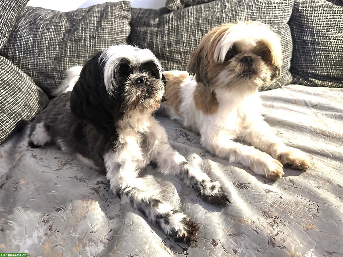 Bild 3: 2 Shih Tzu Welpen zu verkaufen