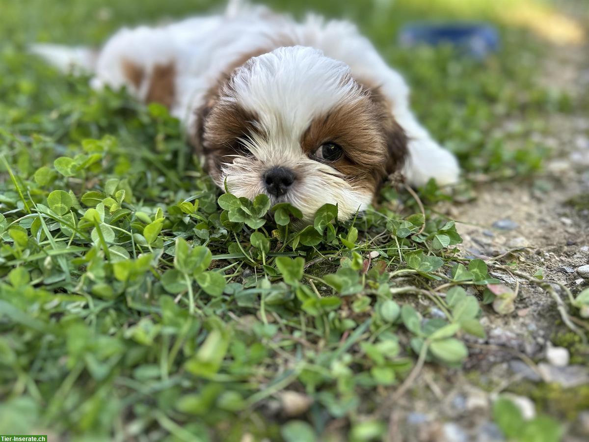 Bild 5: 2 Shih Tzu Welpen zu verkaufen