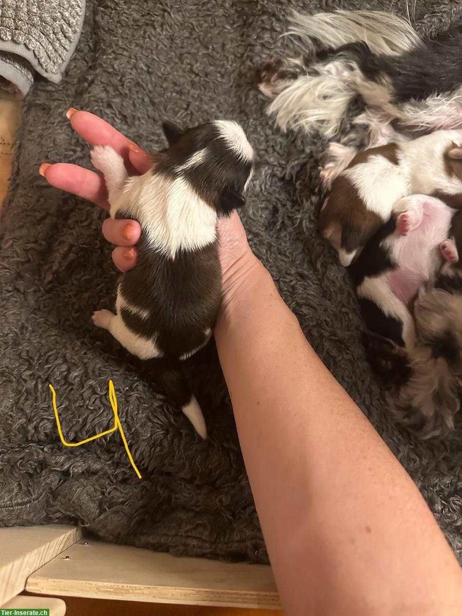 Bild 6: 2 Shih Tzu Welpen zu verkaufen