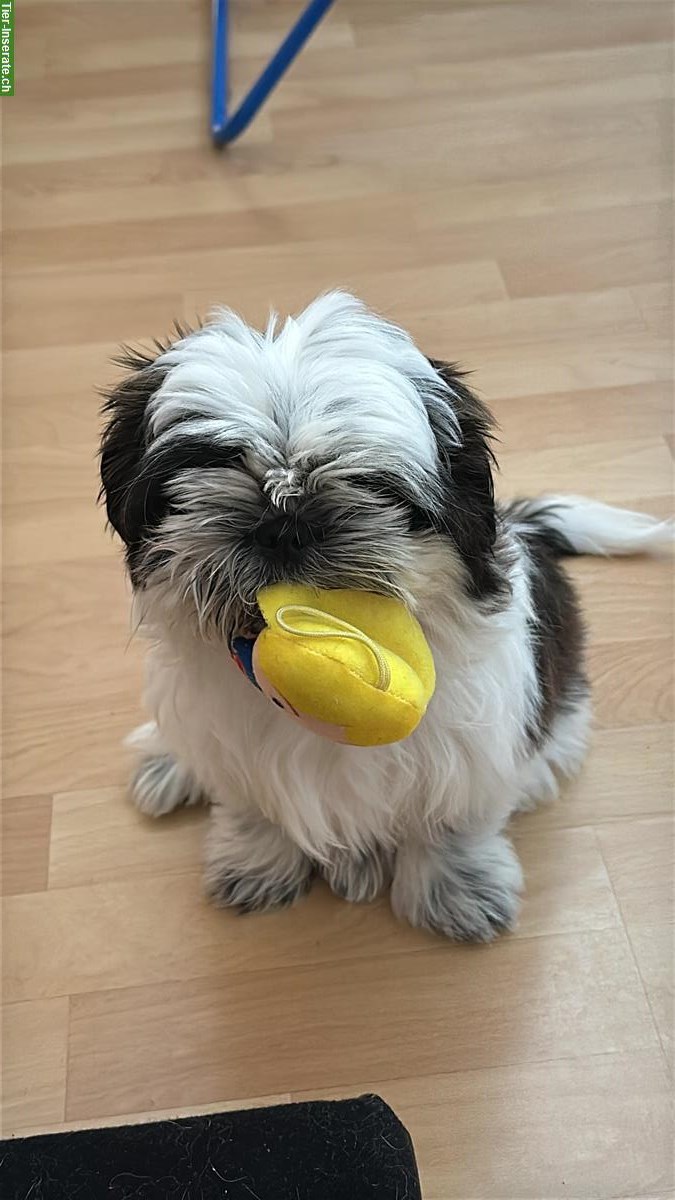 Bild 7: 2 Shih Tzu Welpen zu verkaufen