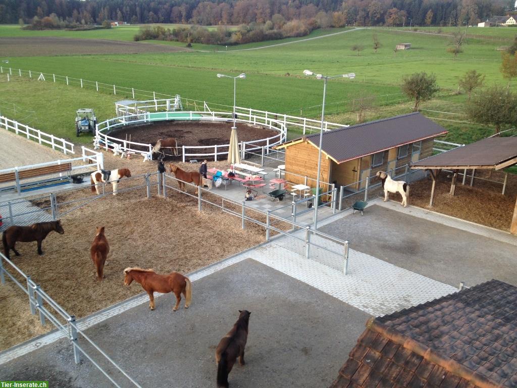 Suchen Stallunterstützung 40-80% auf Islandpferdehof bei Künten AG