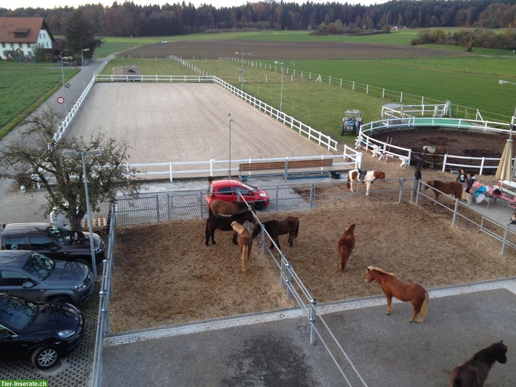 Bild 2: Suchen Stallunterstützung 40-80% auf Islandpferdehof bei Künten AG