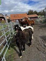 Gruppenlaufstall mit Wohnmöglichkeit in Bauernhaus, Riggisberg BE