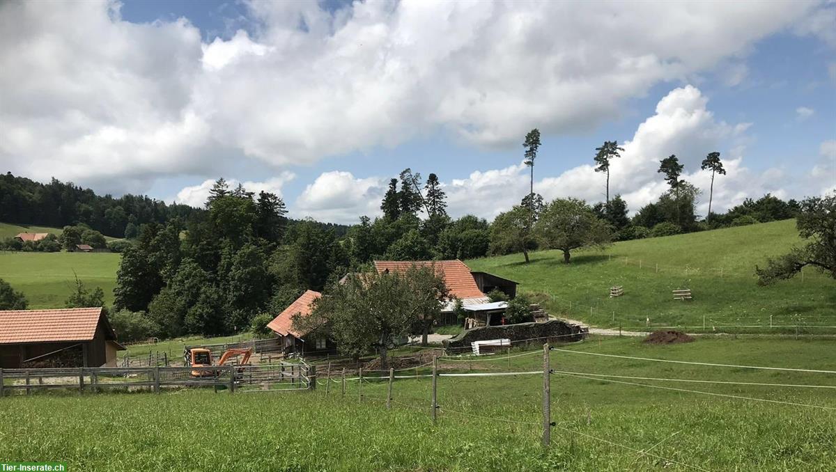 Bild 3: Gruppenlaufstall mit Wohnmöglichkeit in Bauernhaus, Riggisberg BE