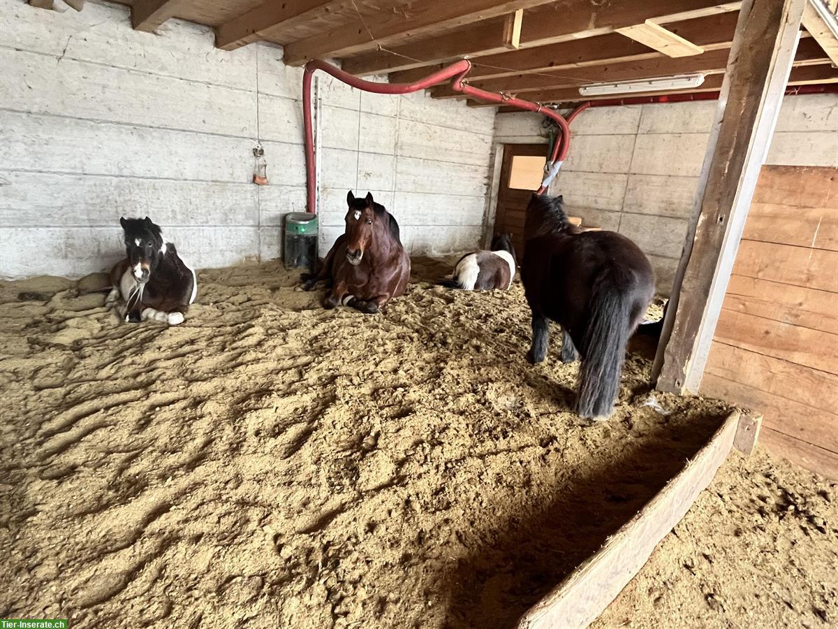 Bild 5: Gruppenlaufstall mit Wohnmöglichkeit in Bauernhaus, Riggisberg BE