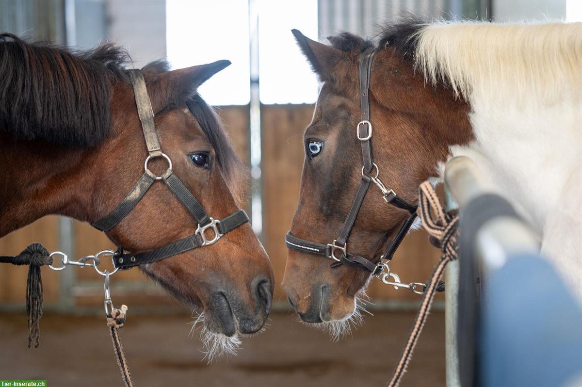 Bild 2: 9-jährige Pony Scheckstute 143cm