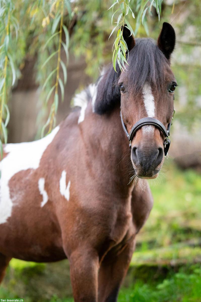 8-jähriger Pony Scheckwallach 142cm