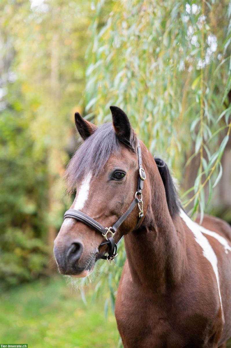 Bild 3: 8-jähriger Pony Scheckwallach 142cm