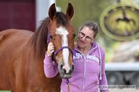 Sportliche Reitbeteiligung in Othmarsingen AG