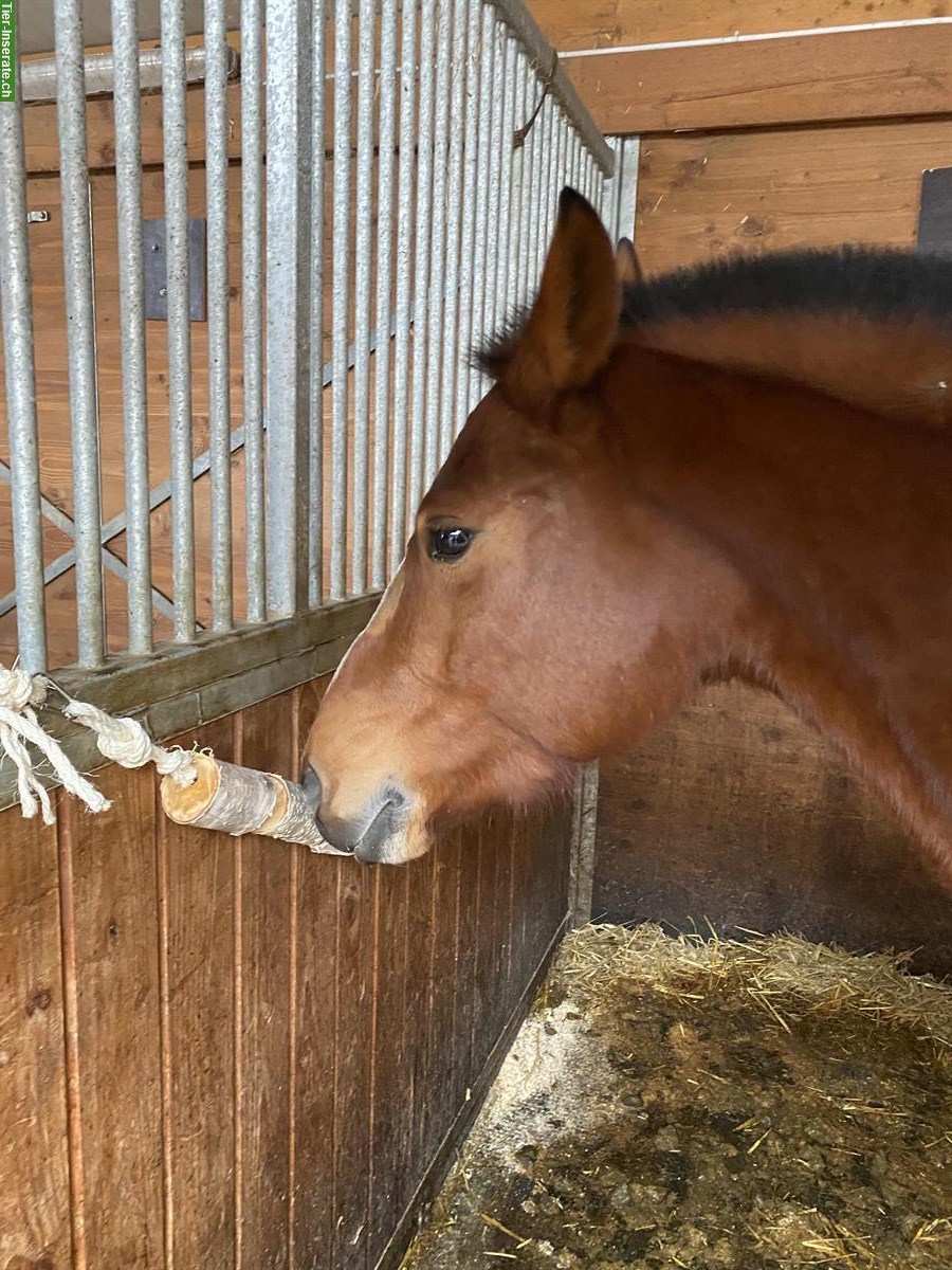 Bild 4: Sportliche Reitbeteiligung in Othmarsingen AG