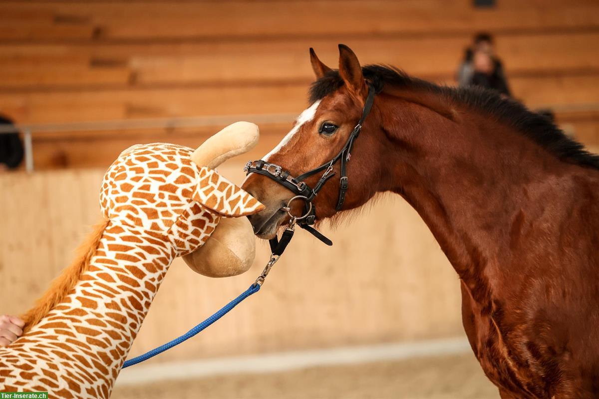 Bild 8: Sportliche Reitbeteiligung in Othmarsingen AG