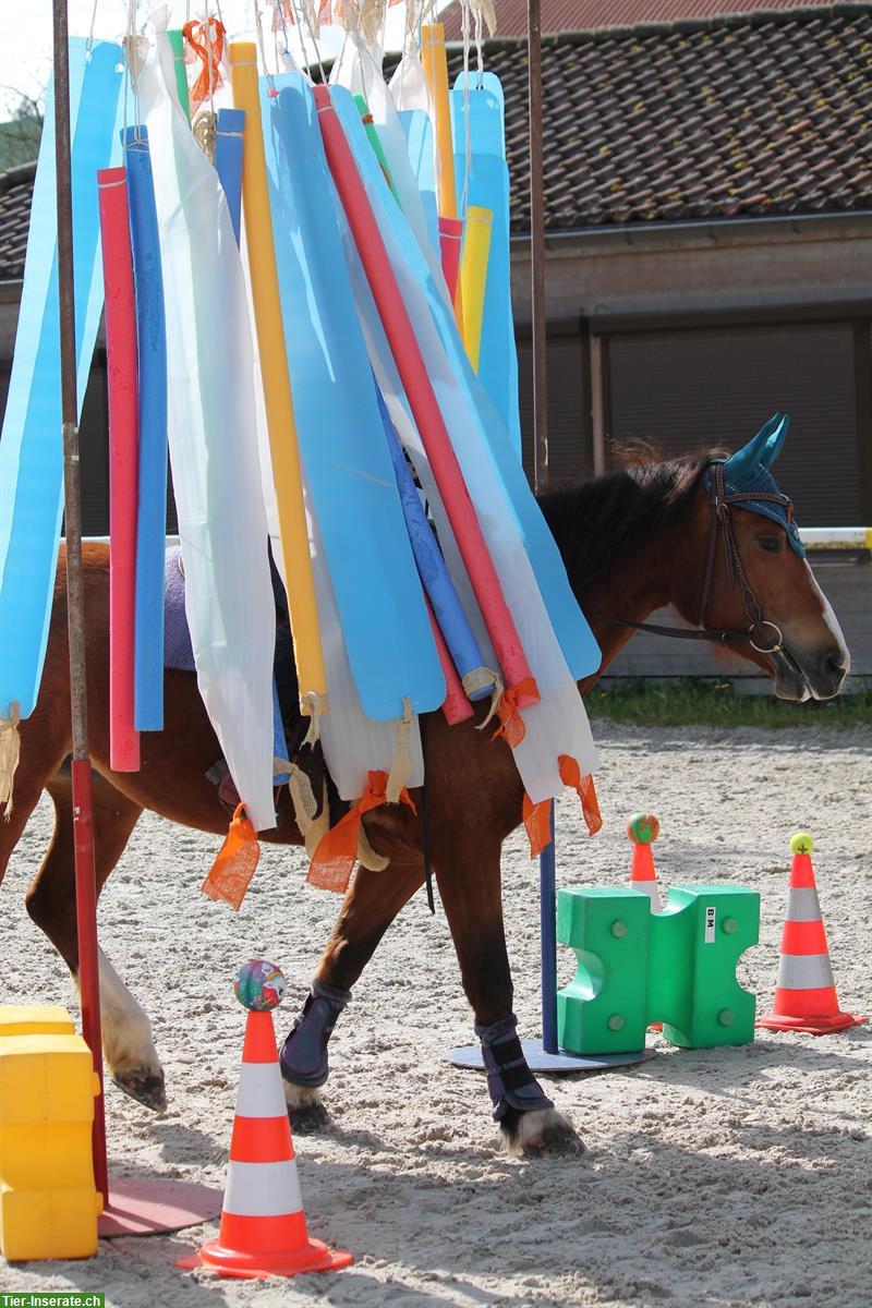 Bild 9: Sportliche Reitbeteiligung in Othmarsingen AG