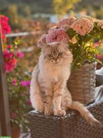 British Longhair Deckkater