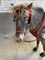 Pony Wallach Tigerschecke zu verkaufen