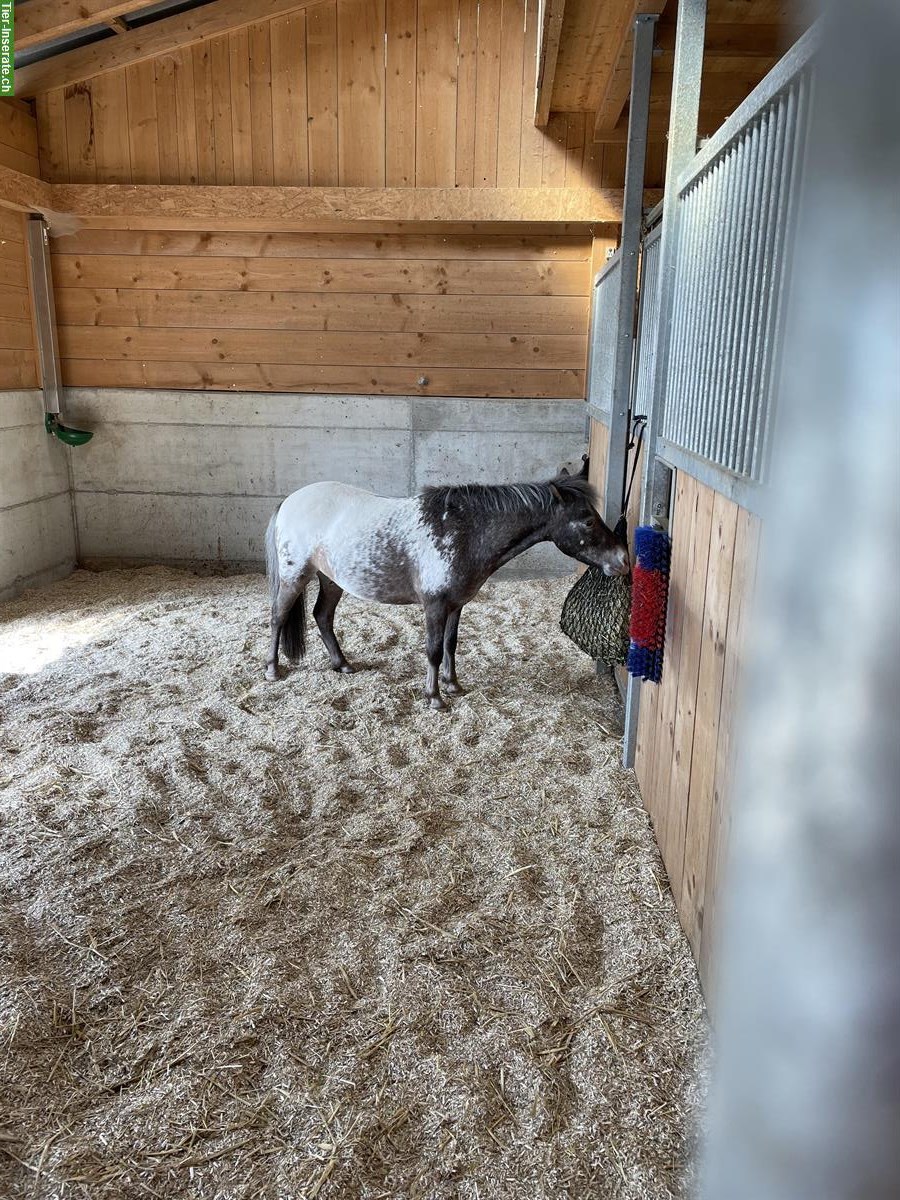 Bild 2: Pony Wallach Tigerschecke zu verkaufen