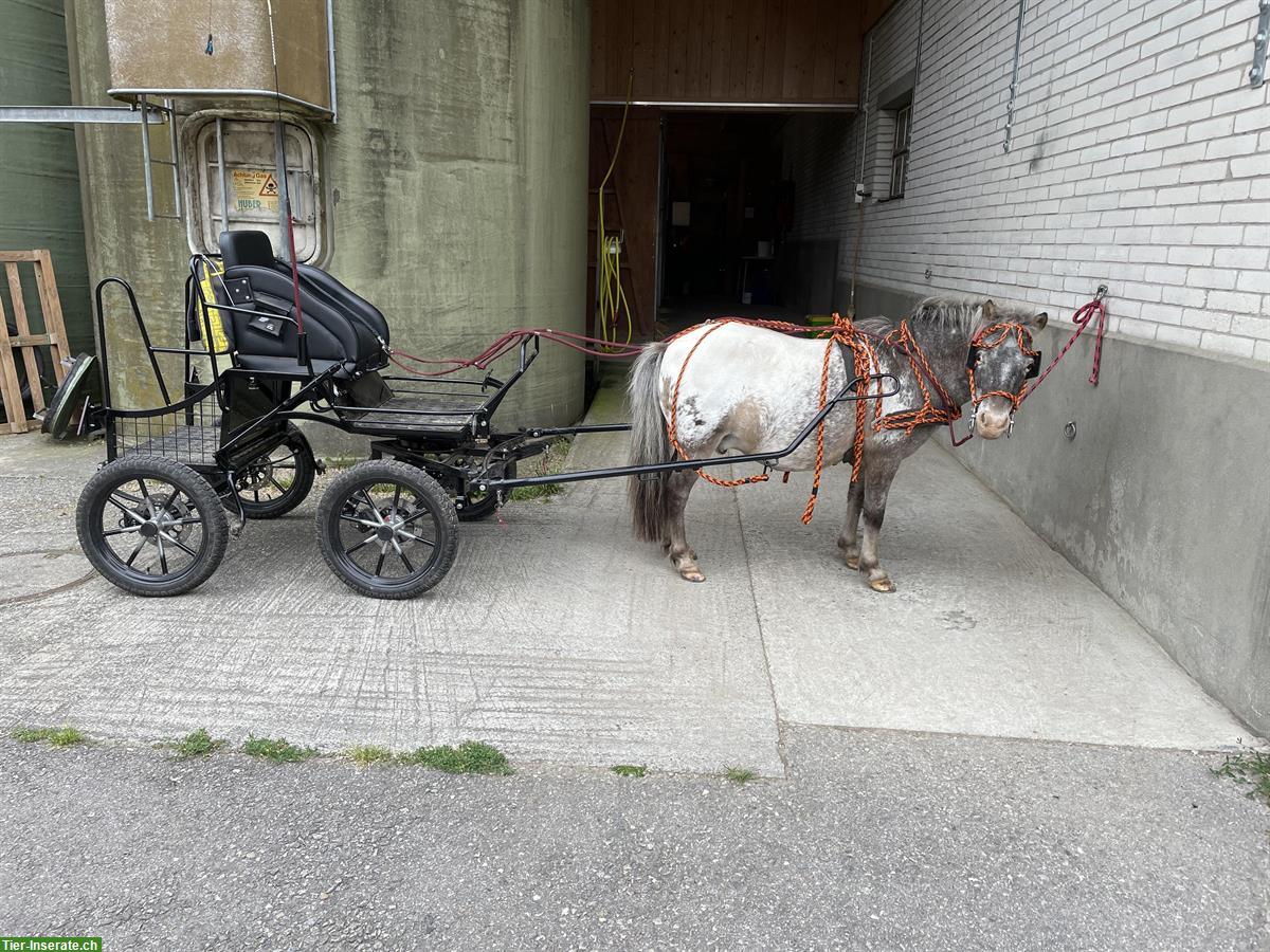 Bild 3: Pony Wallach Tigerschecke zu verkaufen