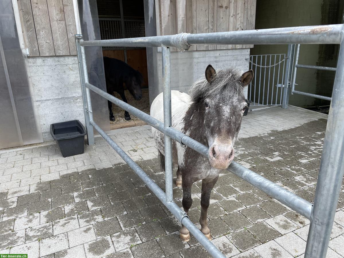 Bild 4: Pony Wallach Tigerschecke zu verkaufen