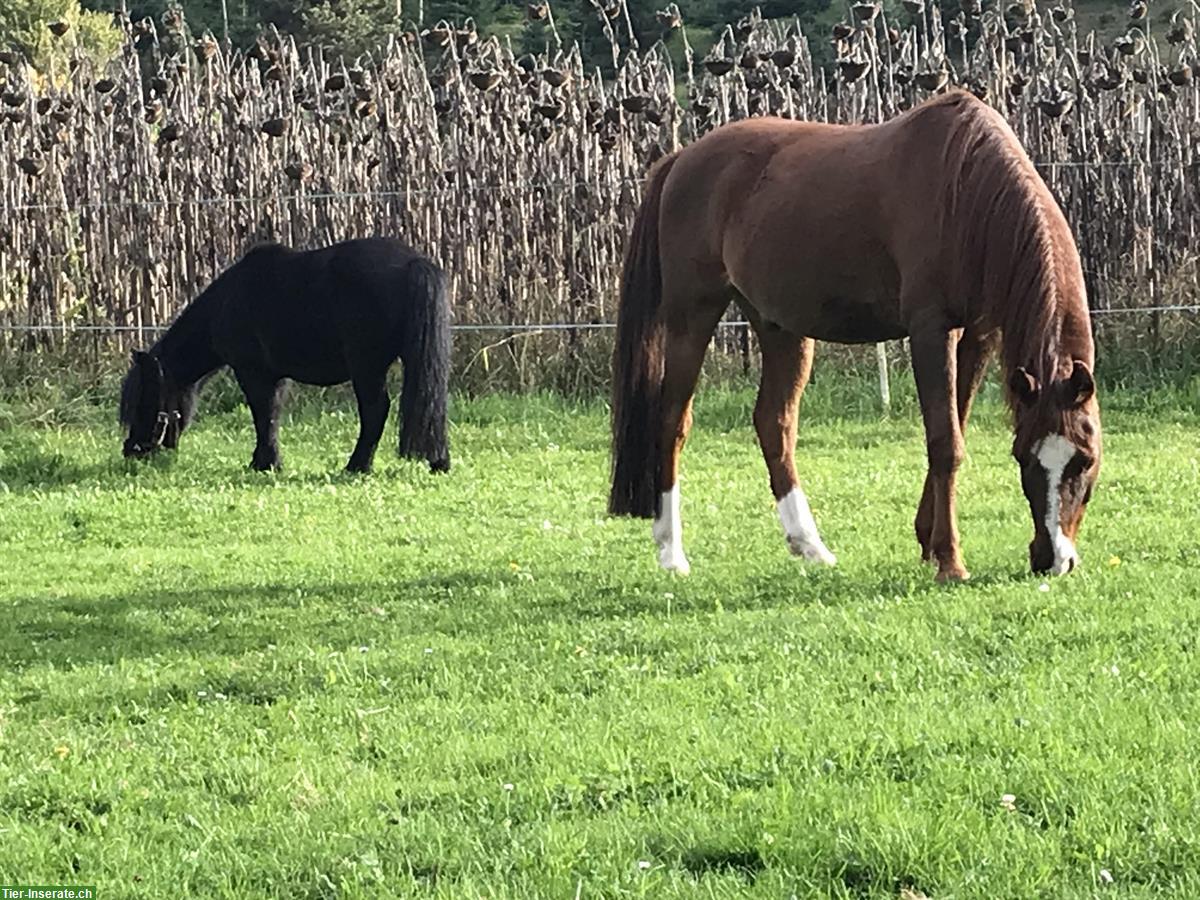 Pony Betreuung und Pflege in Leibstadt AG