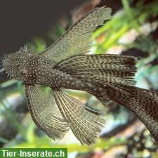 Bild 3: Suche Long Fin Ancistrus, Schleier-Antennenwelse