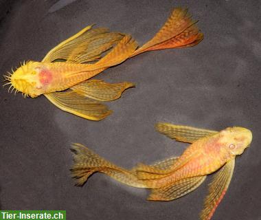 Bild 4: Suche Long Fin Ancistrus, Schleier-Antennenwelse