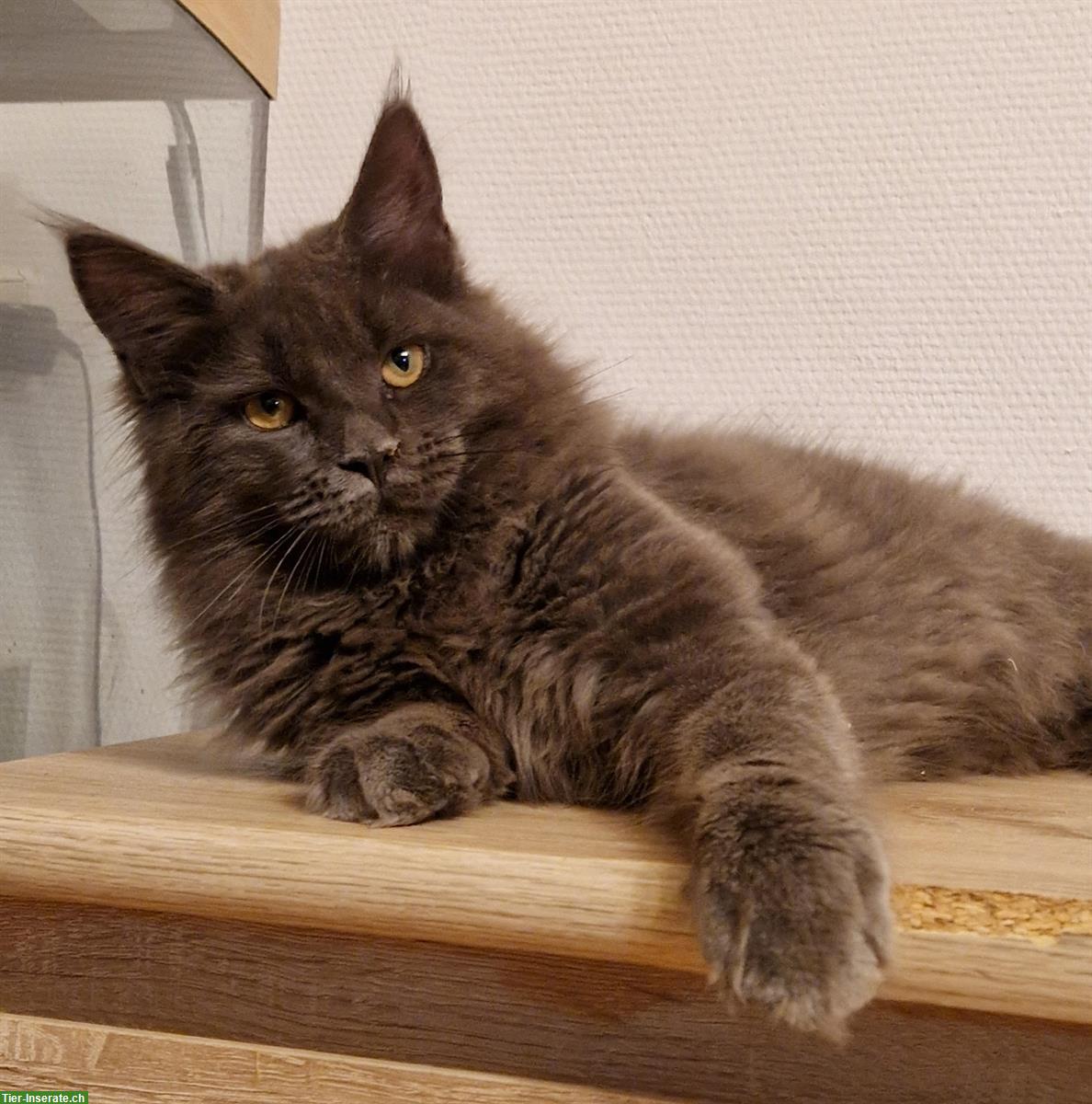 Wunderschöne Maine Coon mit Stammbaum