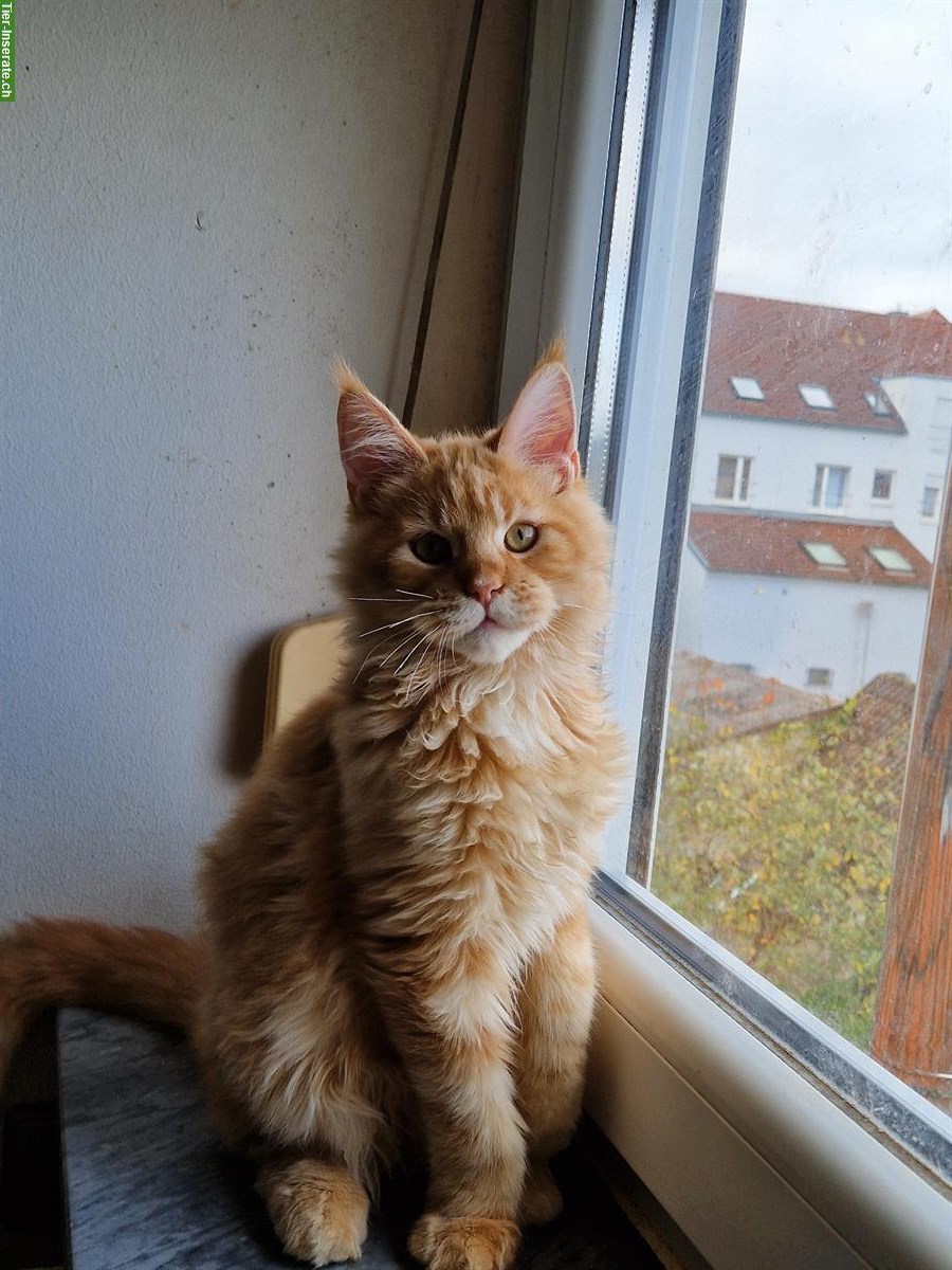 Bild 2: Wunderschöne Maine Coon mit Stammbaum