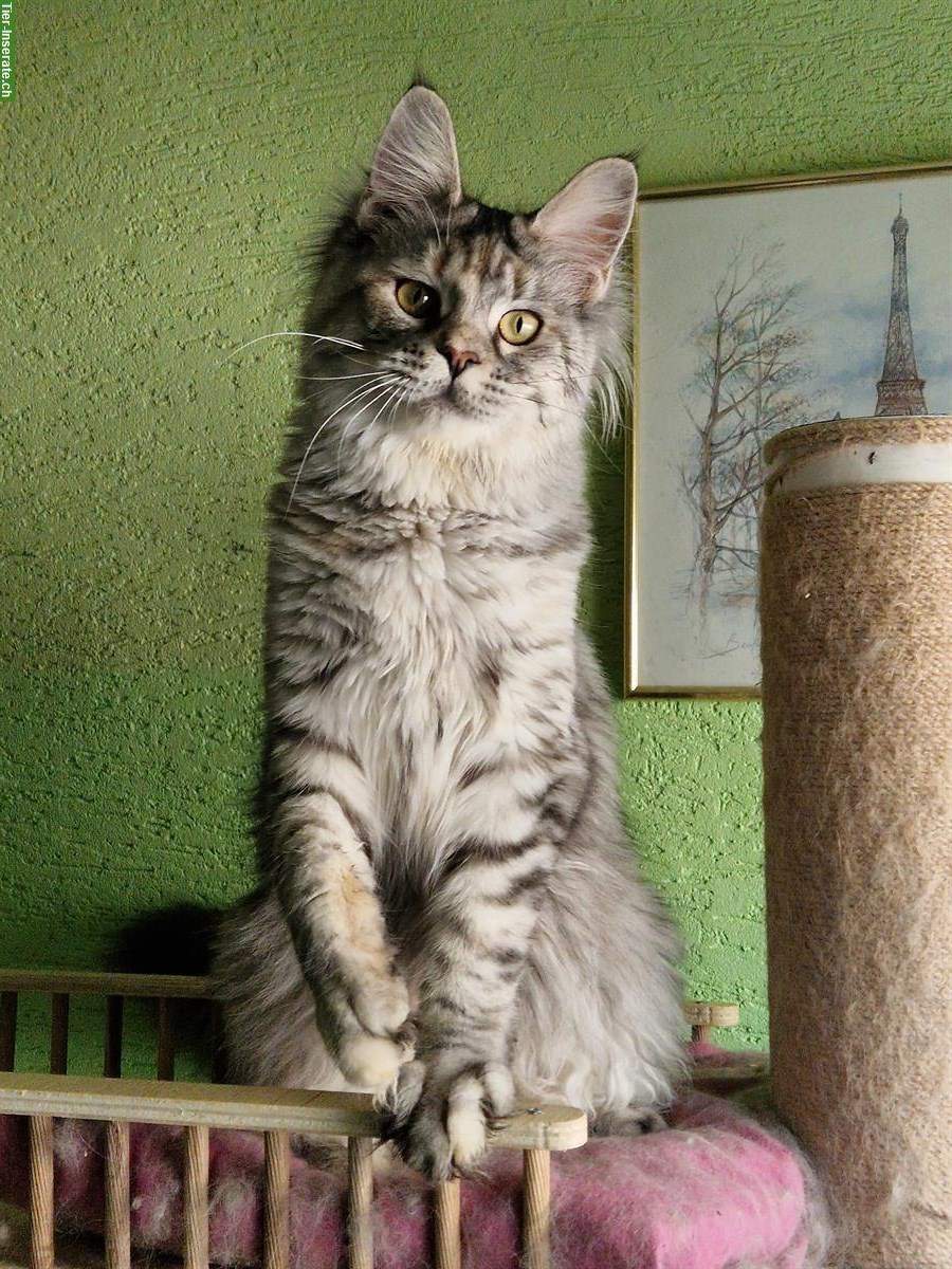 Bild 7: Wunderschöne Maine Coon mit Stammbaum