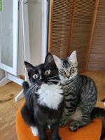 2 junge Katzen Feliz & Fara suchen ihr Traumplatz