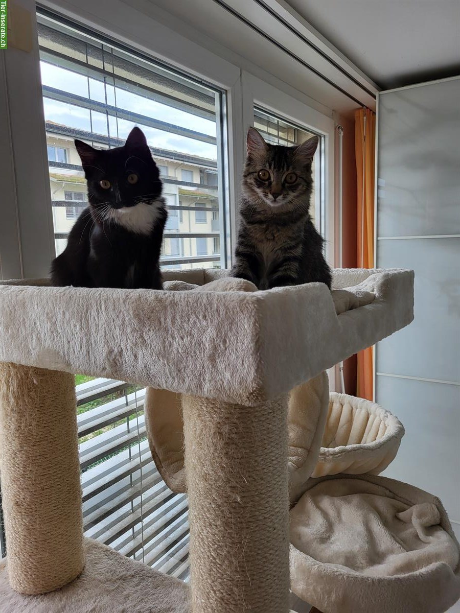 Bild 2: 2 junge Katzen Feliz & Fara suchen ihr Traumplatz