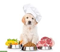 Gesundes Hundefutter selber Kochen