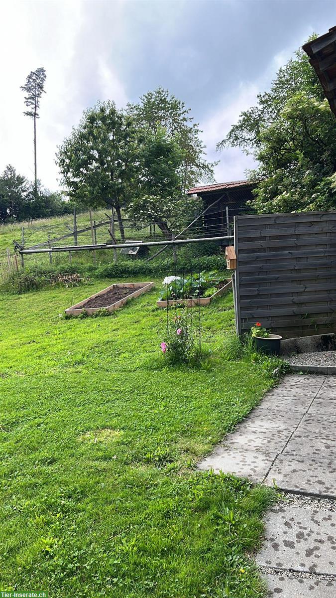 Bild 2: Vermieten Wohnung in altem Bauernhaus