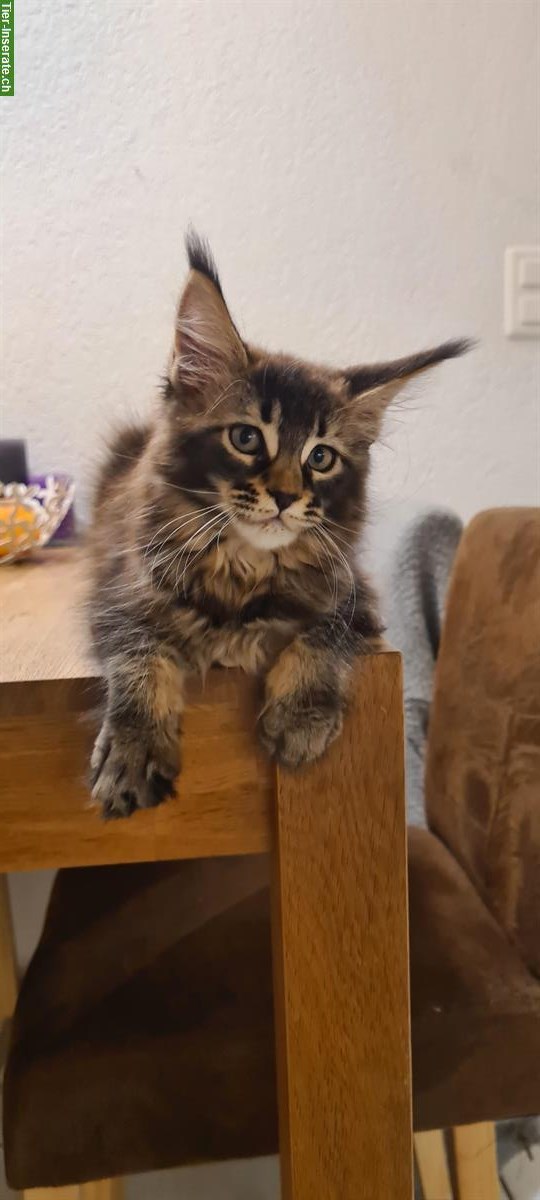 Wunderschönes Maine Coon Kitten, kastriert