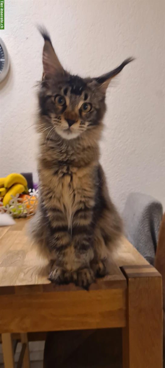 Bild 3: Wunderschönes Maine Coon Kitten, kastriert