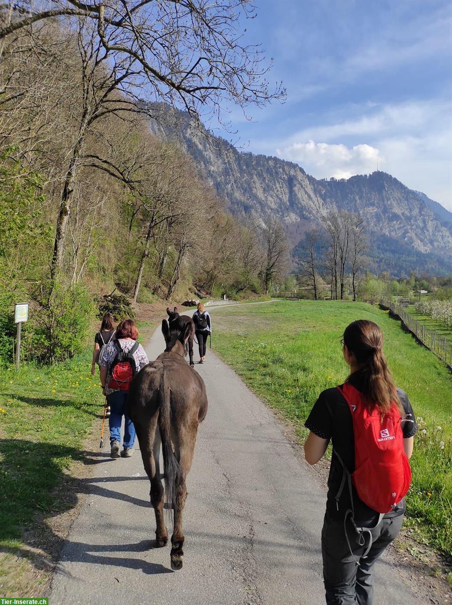 Bild 2: Esel Duo sucht Lebensplatz: Lange Ohren und grosse Herzen