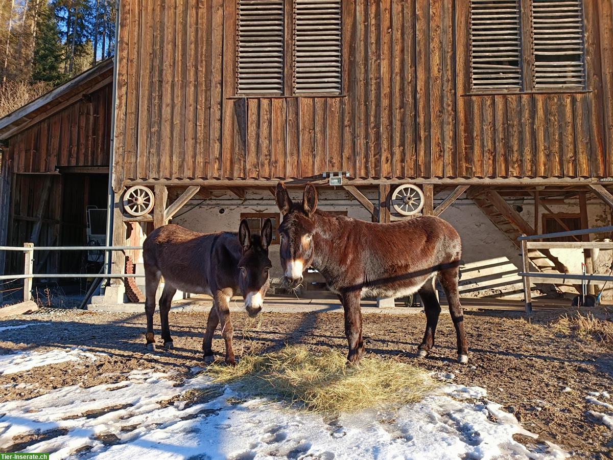 Bild 3: Esel Duo sucht Lebensplatz: Lange Ohren und grosse Herzen