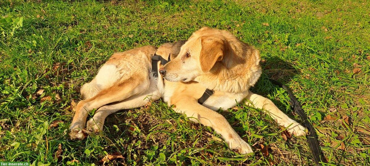 Bild 2: Ruhige Anfängerhündin mit Potential zum Seelenhund❤️