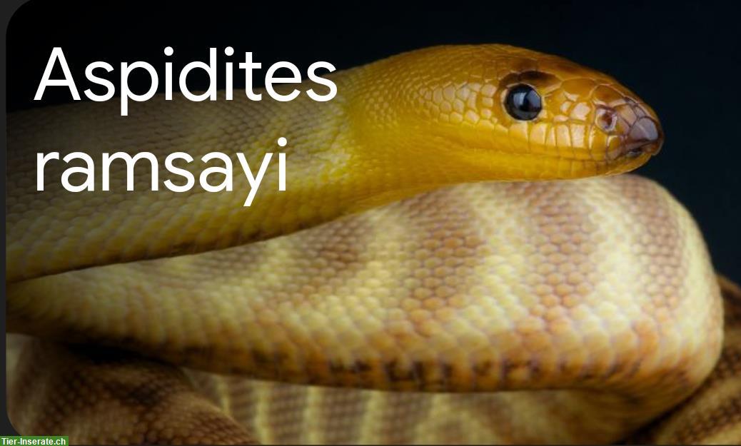 Aspidites Pythons GESUCHT