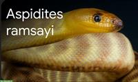 Aspidites Pythons GESUCHT