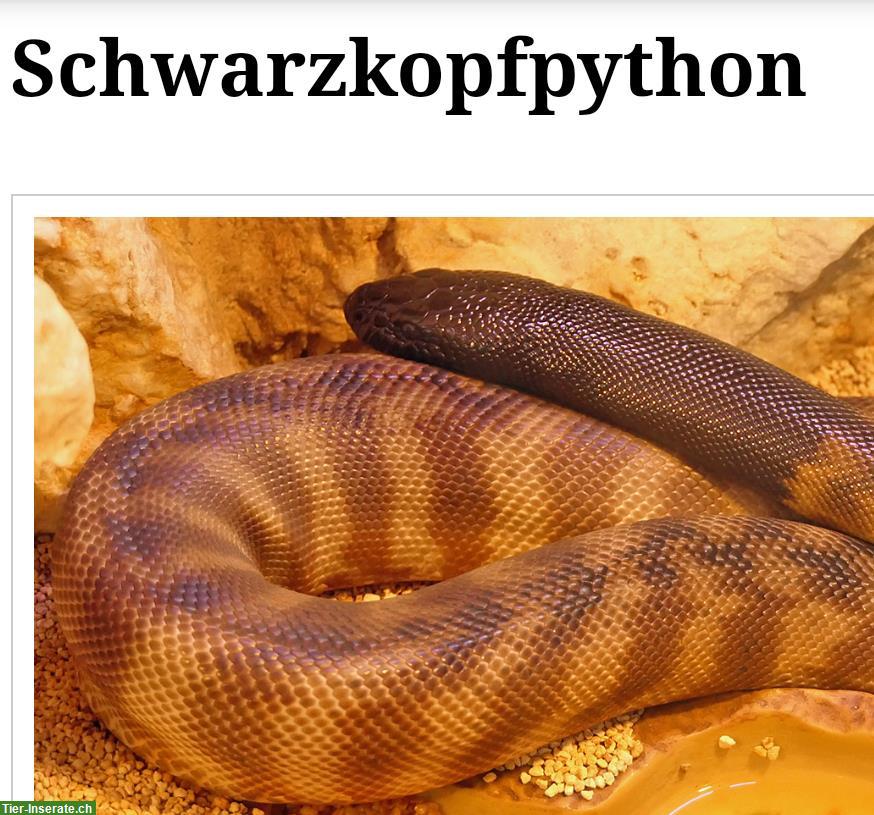 Bild 2: Aspidites Pythons GESUCHT