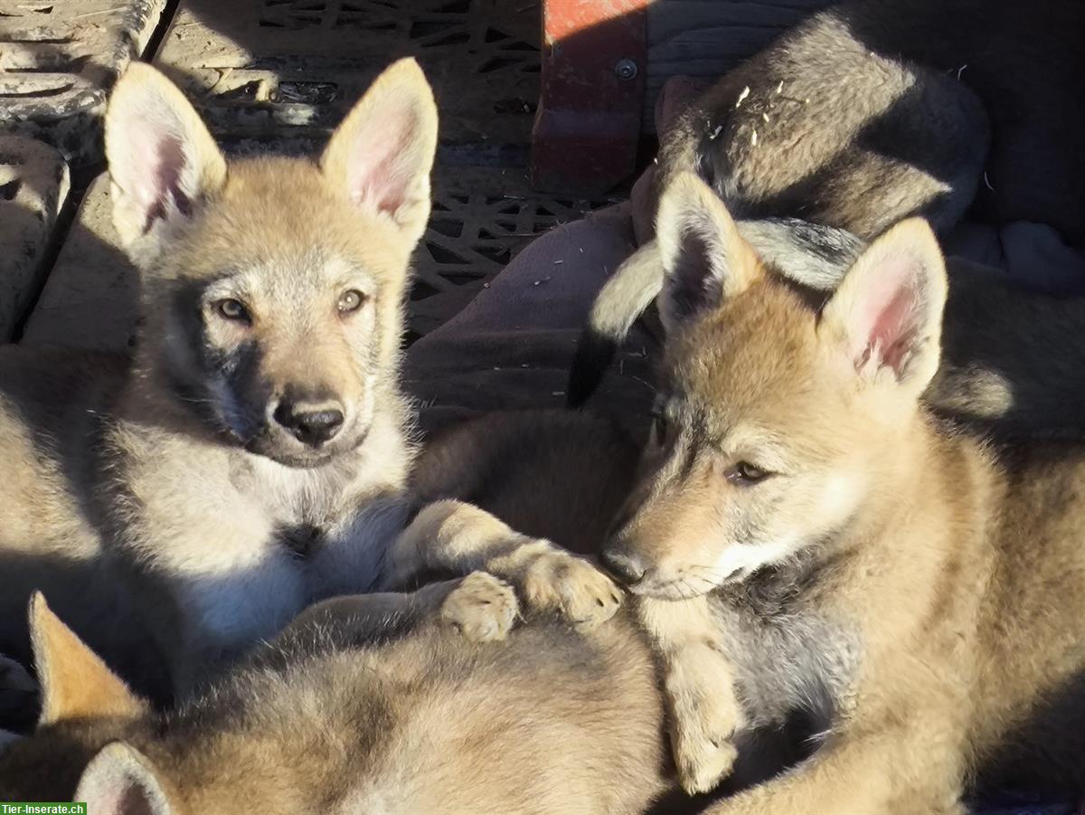 Reinrassige Tschechoslowakische Wolfhund Welpen