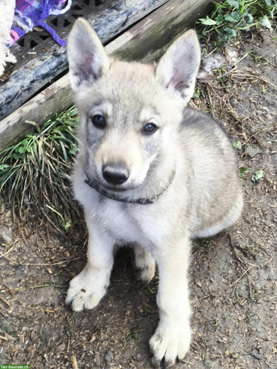 Bild 10: Reinrassige Tschechoslowakische Wolfhund Welpen