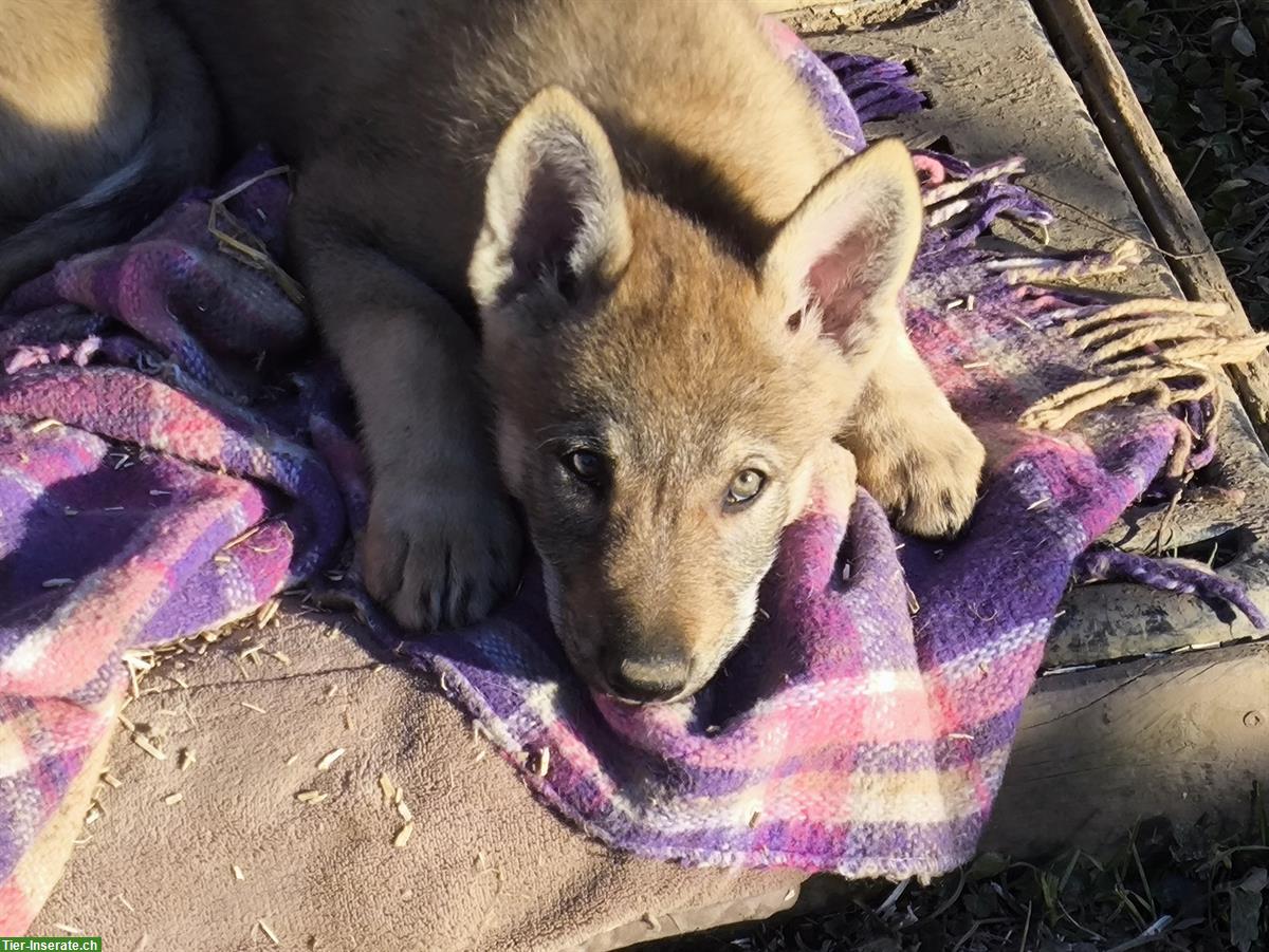 Bild 2: Reinrassige Tschechoslowakische Wolfhund Welpen