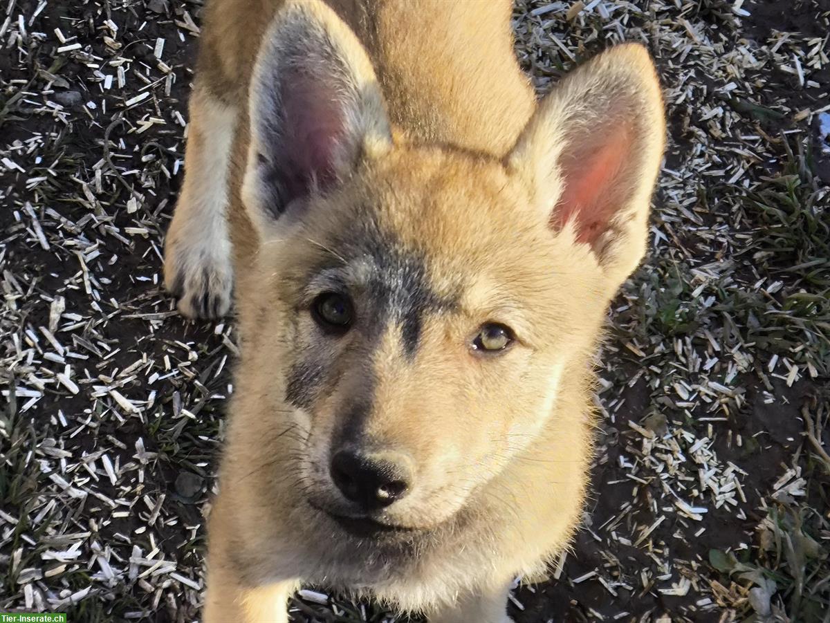 Bild 3: Reinrassige Tschechoslowakische Wolfhund Welpen