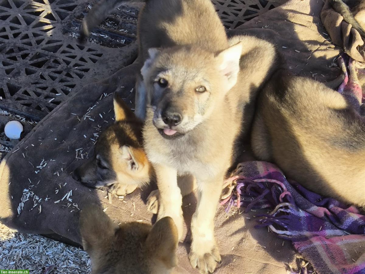 Bild 4: Reinrassige Tschechoslowakische Wolfhund Welpen