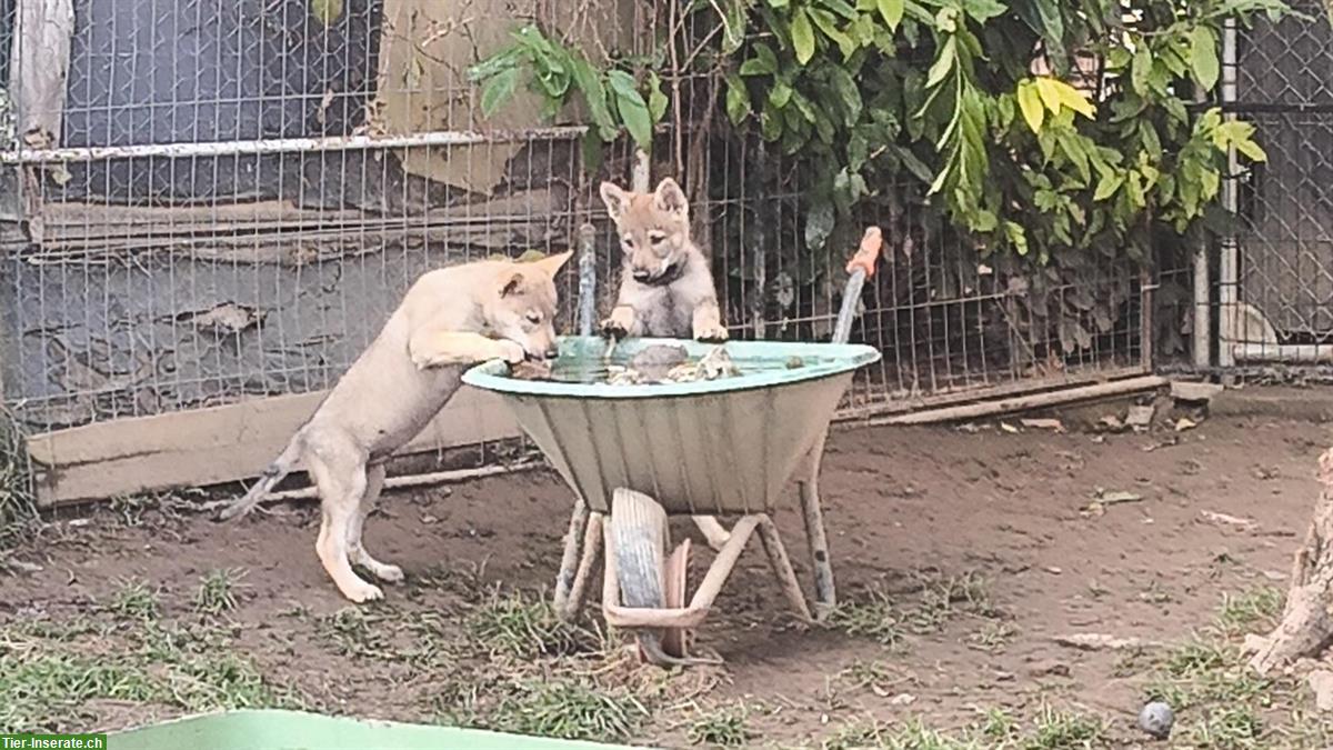 Bild 5: Reinrassige Tschechoslowakische Wolfhund Welpen