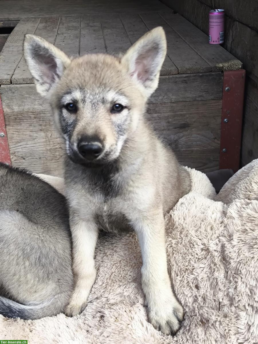 Bild 6: Reinrassige Tschechoslowakische Wolfhund Welpen